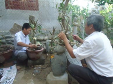 Chăm Cây Cảnh
