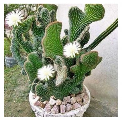 Hoa Xương Rồng