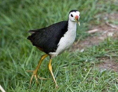 Bỏ Lời Theo Luật