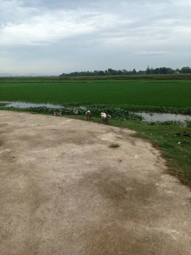 Thật Thà