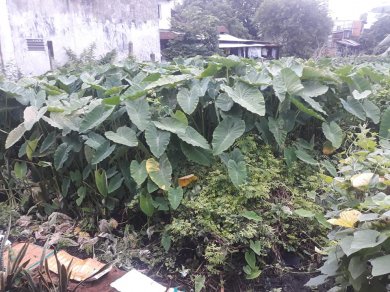 Chơi Bạo