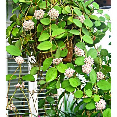 Lan Cẩm Cù