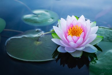 Cảm Thương Đời Hoa
