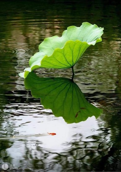 Hạ Cuối