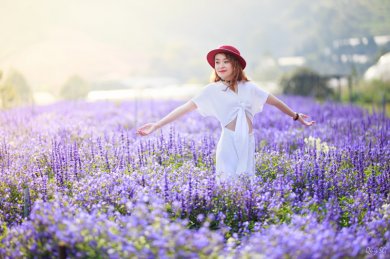 Lavender (Hoa Oải Hương)