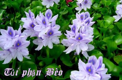 Tủi Phận Bèo