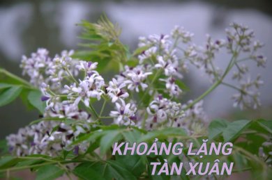 Khoảng Lặng Tàn Xuân