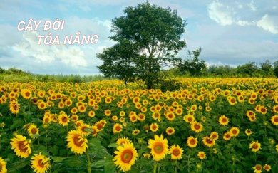 Cây Đời Tỏa Nắng