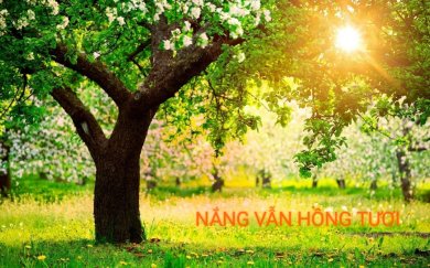 Nắng Vẫn Tươi Hồng