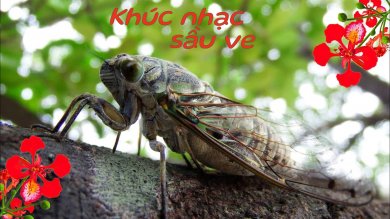 Khúc Nhạc Sầu Ve
