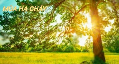 Mùa Hạ Cháy
