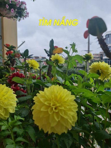 Tìm Nắng