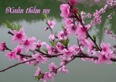 Xuân Thắm Nụ