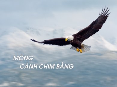 Mộng Cánh Chim Bằng