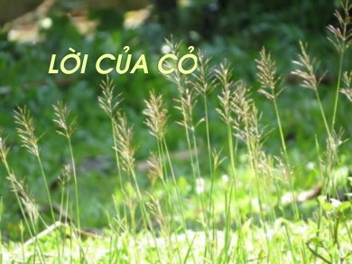 Lời Của Cỏ