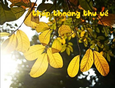 Thấp Thoáng Thu Về