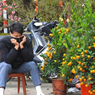 Chuyện Dài Hoa  Kiểng Tết