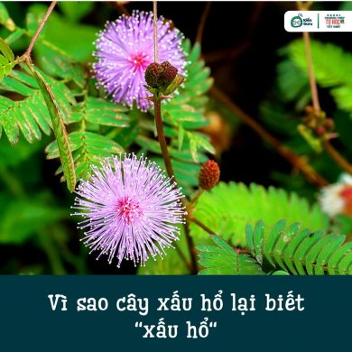 Hoa Mắc Cỡ